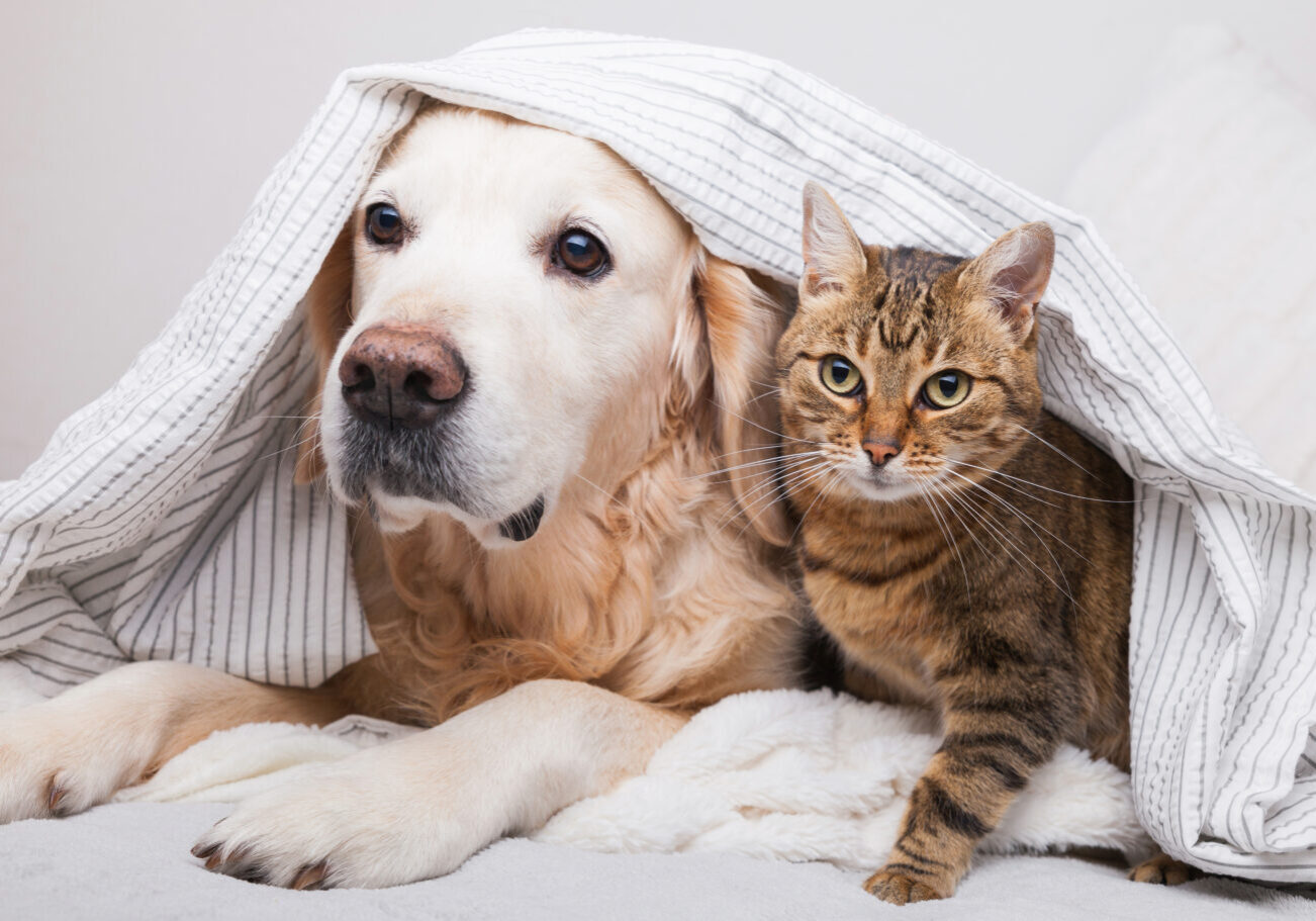 Happy young golden retriever dog and cute mixed breed tabby cat under cozy  plaid. Animals warms under gray and white blanket in cold winter weather. Friendship of pets. Pets care concept.